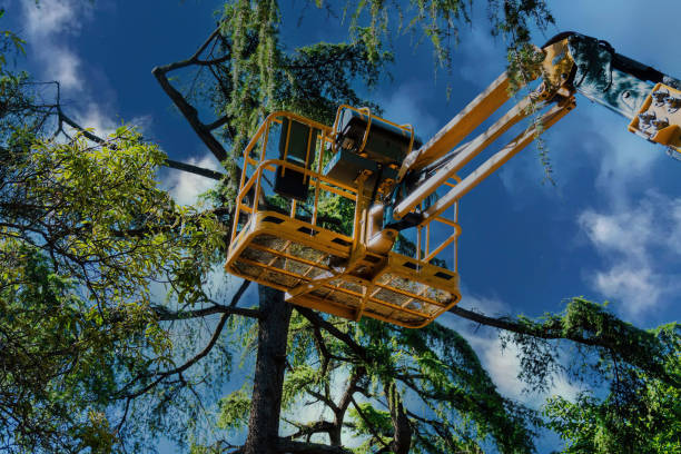 Professional Tree Services in Pine Canyon, CA